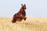SETTER IRLANDAIS 058